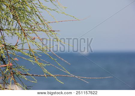 Green Branches Against Blue Sea And Sky Background