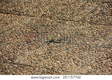 Green Flower Grow On Pebbles Textured Floor