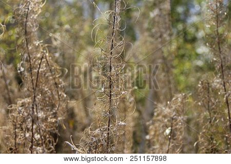 Close Up Dry Grass In The Forest