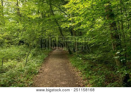 Forest On The Camino De Santiago By Roncesvalles.