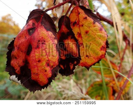 Colorful Leaves On Tree And Flloor In Autumn