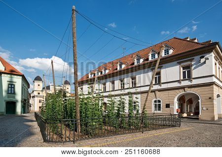 The Smallest Hop Field In The World In Zatec Town. Czech Republic.