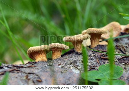 Panus Neostrigosus Mushrooms On Dead Tree Log