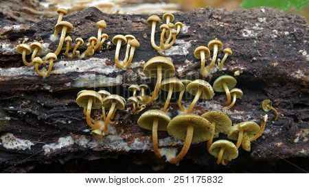 Hypholoma Fasciculare Mushrooms Clusters On A Tree Trunk