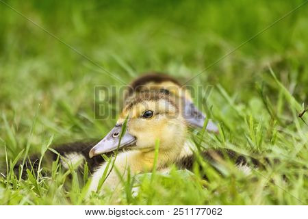 Two Little Duckes On The Grass. Selective Focus