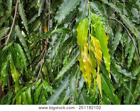 Full Frame Background Of Polyalthia Longifolia Tree