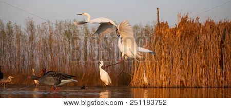Grey heron and Greate White egret figting on the lake