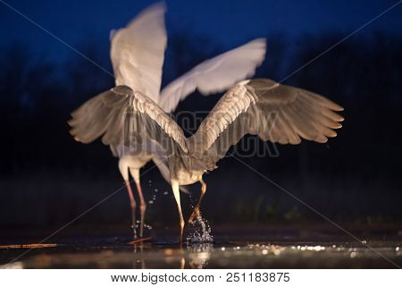 Grey heron and Greate White egret figting on the lake