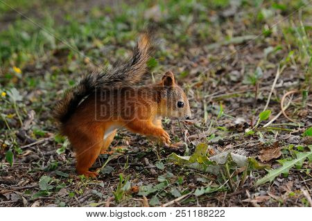 Squirrel Pup Is Trying To Hide Nut In The Ground, Elagin Island, Saint-petersburg, Russia