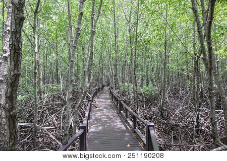 Mangrove Forest At Pranburi Forest National Park, Prachuap Khiri Khan, Thailand
