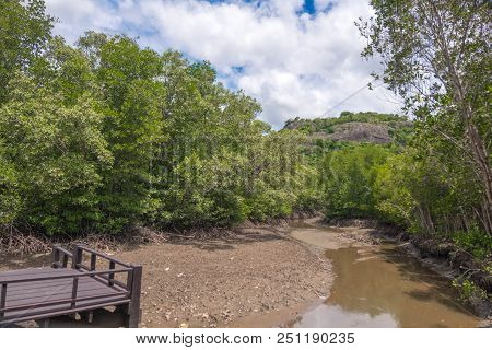 Mangrove Forest At Pranburi Forest National Park, Prachuap Khiri Khan, Thailand