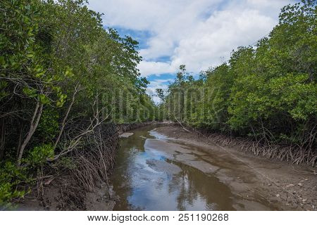 River Mangrove Forest At Pranburi Forest National Park, Prachuap Khiri Khan, Thailand