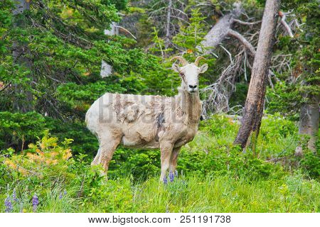 A Mountain Goat In The Spring Shedding Its Winter Coat In Glacier National Park.