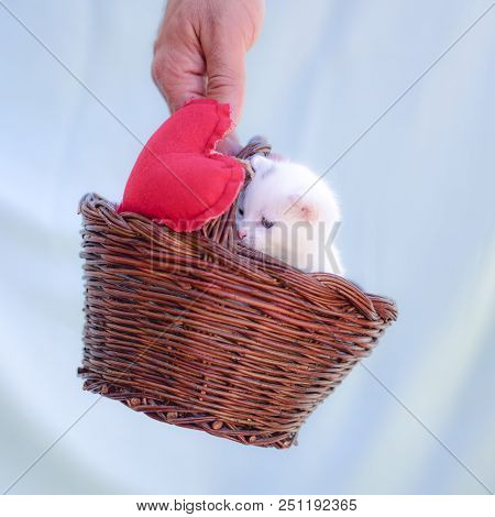 Little White Kitten Inside A Wicker Basket Held Up By A Hand