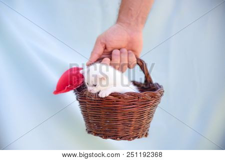 Little White Kitten Inside A Wicker Basket Held Up By A Hand