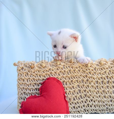 Little White Kitten Inside A Wicker Basket Looks At A Red Heart