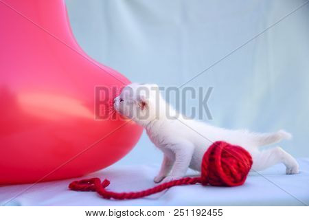 Lovable And Fluffy White Kitten Plays With A Ball Of Red Wool