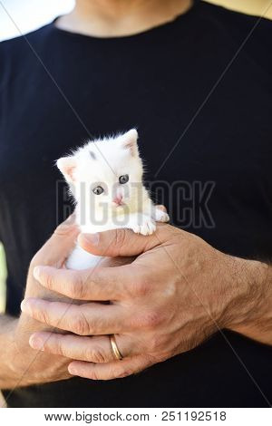 Tender And Fluffy White Kitten Is Safe In The Hands Of His Master