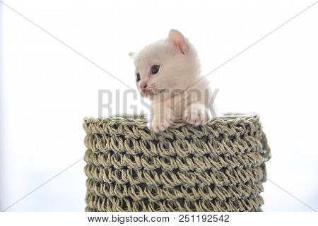 Tender And Fluffy White Kitten Inside The Wicker Basket