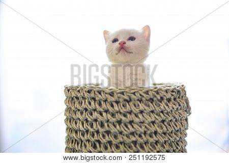 Tender And Fluffy White Kitten Inside The Wicker Basket