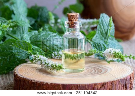 A Bottle Of Essential Oil With Fresh Blooming Peppermint Twigs