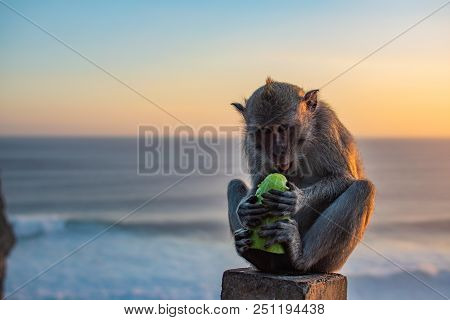 Sunset At Uluwatu Temple In Southern Bali. Monkey In Temple. Sunrise. Wildlife.
