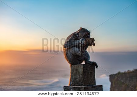 Monkey Near Ocean Eating Soft Toy At Sunrise. Indian Ocean
