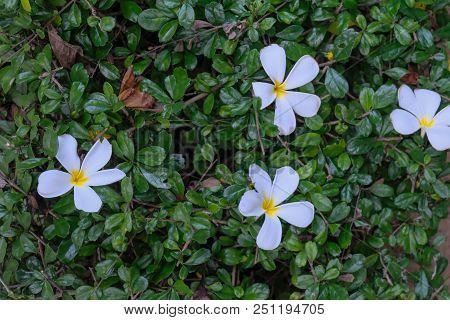 The A Plumeria On Hokkien A Tea.