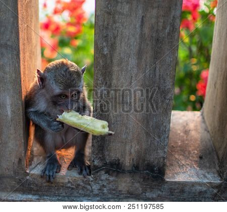Cute Young Monkey Eats Banana, Bali, Indonesia