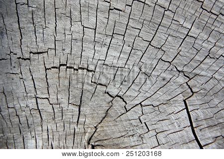 Texture Of Grey Cuted Cracked Wood. Texture