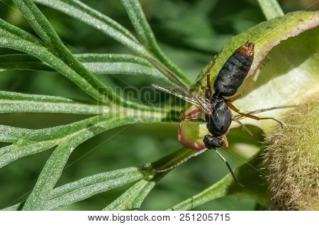 Amphophilic Amphophil Wasps. Close-up Photo, Summer Russia