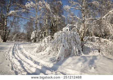 Winter Frozen Birch Woods In Morning Light