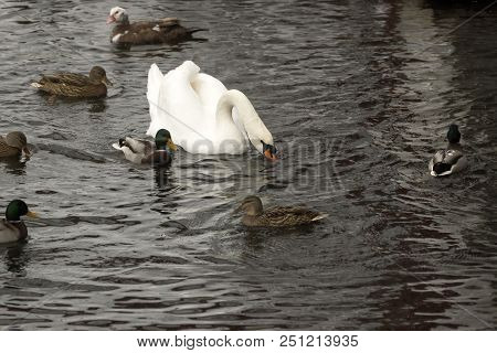 White And Black Swans Swim In The Lake Together With Ducks.
