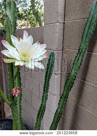 Night Blooming Flower Of Cereus Cactus Is About To Close For The Day In Early Spring Morning