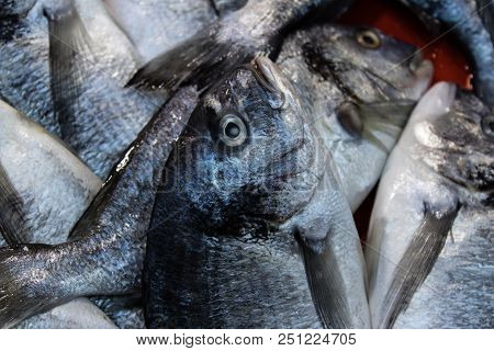 Gray Mullet Closeup From Fish Monger