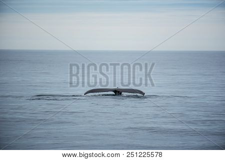 Humpback Whale. Whale Watching In Husavik, North Iceland.