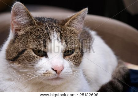 Портрет белого и коричневого цвета cat, лежа на стуле