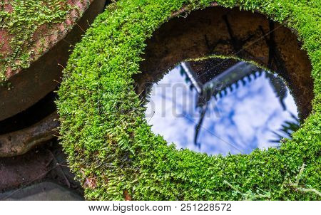 Moss Growing On Water Bowl .