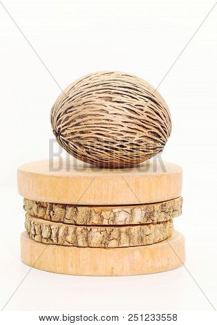 Closeup Of  Dry Cerbera Oddloam's Seed On Round Teak Wood On White Background
