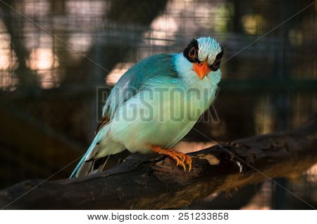 The Common Green Magpie Is A Member Of The Crow Family, Roughly About The Size Of The Eurasian Jay O