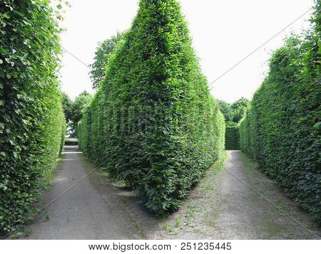 Ideally Geometrically Cropped Shorn Trees In An Abstract Well-kept Park