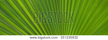 Green Footstool Palm Leaf Through Which The Sun Shines Through. Banner, Long Format