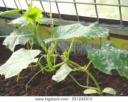Cucumber Leafs With White Powdery Mildew. Plant Disease