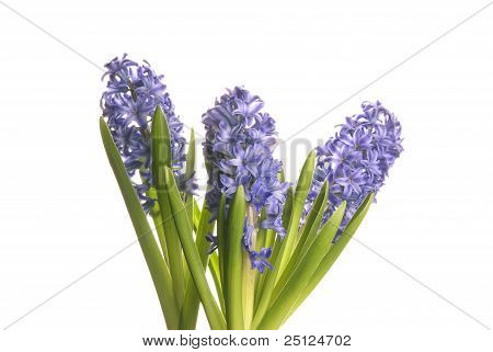 Tre fiori viola