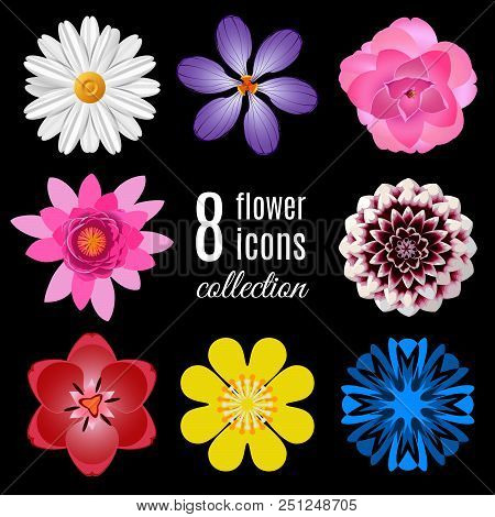 Realistic Flower Bloom Icons Set: Camomile, Crocus, Camellia (thea), Lotus, Dahlia, Tulip, Buttercup