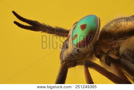 Horsefly (Chrysops relictus) macro of head with metallic eyes. Focus stacking. Extreme sharp and detailed study 