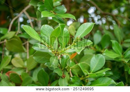 Evergreen Organic Green Guave Plant Tree, Psidium Guineense