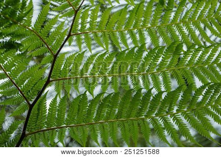 Lacy Tree Fern Leaves Abstract Full Frame Design, Low Angle View