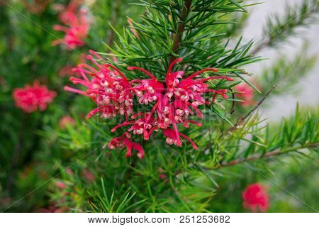 Red Grevillea Flower,in The Garden In Summer