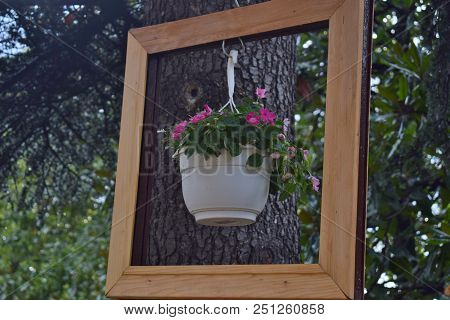 Flower In A Pot With Beautiful Pink Flowers Hanging On A Tree In A Frame. Tableau.
